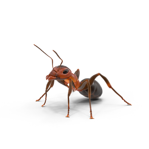 pest