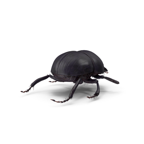 pest