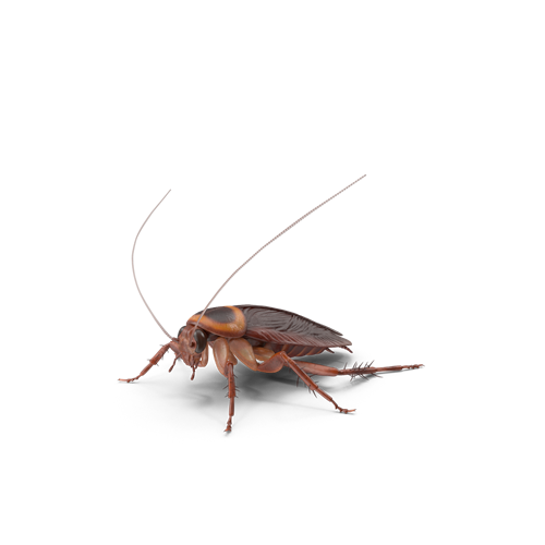 pest