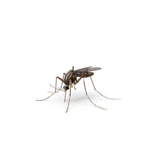 pest