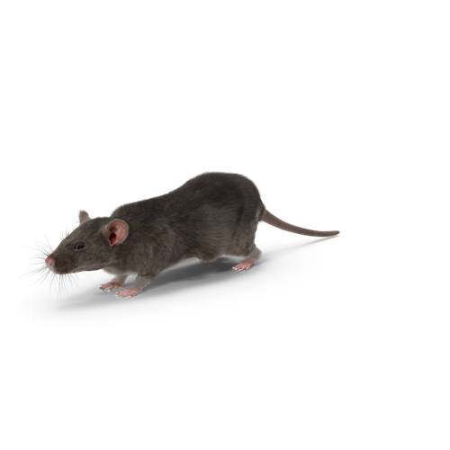 pest