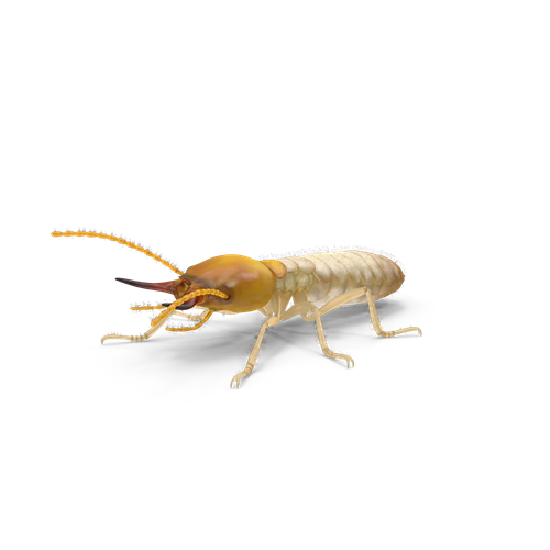 pest