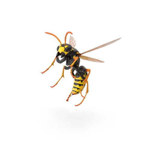 pest